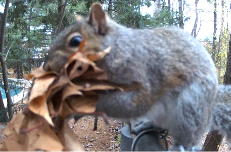 Squirrels Prepare for Winter By Collecting Leaves and Finding A Warm