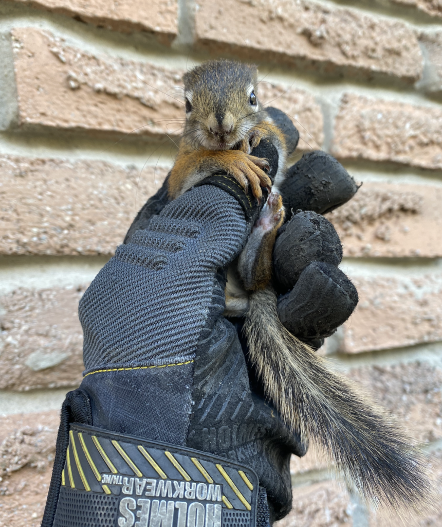 Red Squirrel Behavior in Winter | Vancouver Wildlife Control